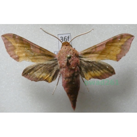Deilephila porcellus (Linnaeus, 1758) Zmrocznik pazik Poland36f